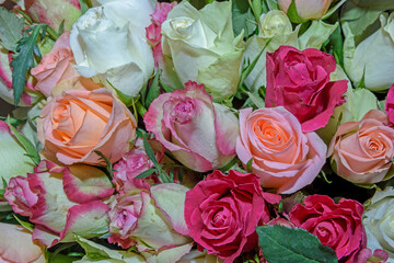 Background of beautiful flowers. Сlose up.