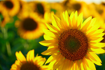 Obraz premium sunflower - bright field with yellow flowers, beautiful summer landscape