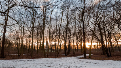 Wintertime in Nature with trees with sunset