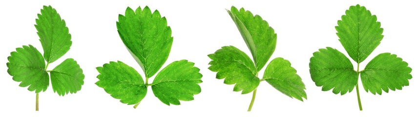 Set of green strawberry leaves on white background. Banner design