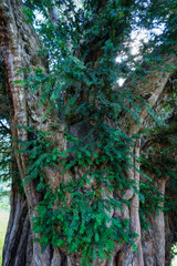 European yew (Taxus baccata) from Bermiego in the Quirós council, in the Las Ubiñas-La Mesa...
