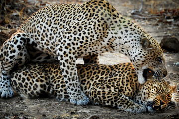 Mating leopards in South Luangua