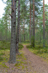 Footpath in damp pine forest