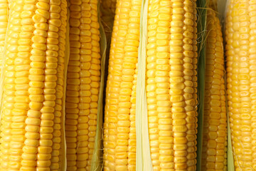 Tasty sweet corn cobs as background, top view