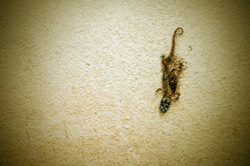 Death Background, Skeleton On The Wall