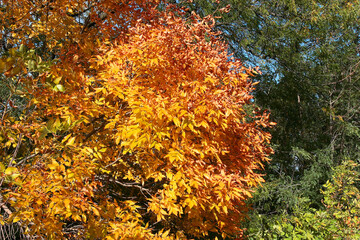 Colorful bright autumn city park. Leaves fall on ground. Autumn forest scenery with warm colors and footpath covered in leaves leading into scene.