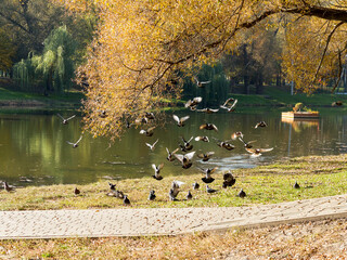 Authentic autumn landscape pond in city park. Yellow leaves fall to ground and into water. Colorful autumn landscapes with warm colors and footpath covered with sheets. Pigeons on shore of pond
