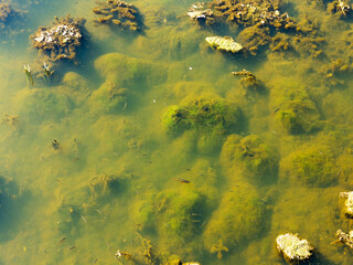 Authentic water landscape. Blooming water, fallen autumn leaves in muddy water. Small fish swim in the water of the pond. As background for your project.