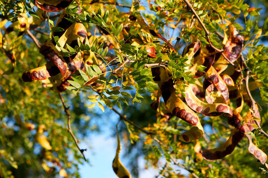 Acacia pods on the ground in the fall. Acacia trees in late autumn. Acacia seeds against