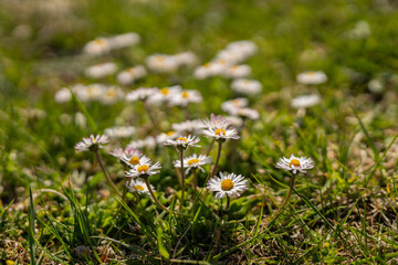 Natural background with blossoming daisies (bellis perennis). Soft focus © Lumistudio