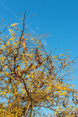 Acacia pods on the ground in the fall. Acacia trees in late autumn. Acacia seeds against