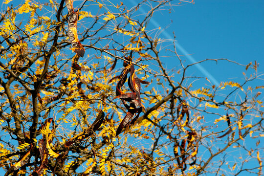 Acacia pods on the ground in the fall. Acacia trees in late autumn. Acacia seeds against