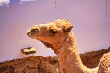 Portrait of a camel at a house on Lanzarote , Spain