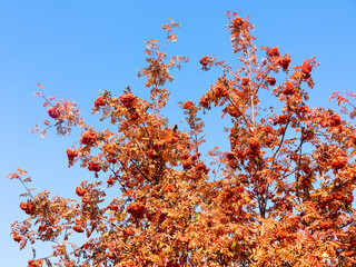 Ripe clusters of rowan berries and red leaves on a blue sky background. Beautiful bright colors of autumn. Sunny autumn day.