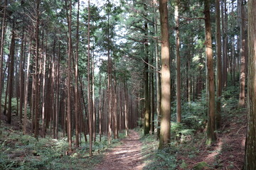 日本の山道の自然達