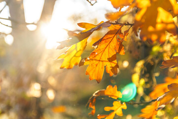 Naklejka na ściany i meble Orange leaves on oak branch, close up, soft selective focus. Season change concept.
