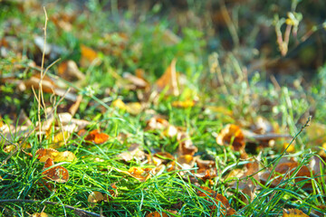 Naklejka na ściany i meble Fallen yellow leaves on green autumn grass. Season change concept.