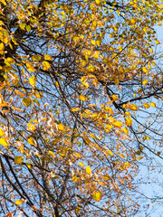 Colorful bright autumn city park. Leaves fall on ground. Autumn forest scenery with warm colors and footpath covered in leaves leading into scene. 