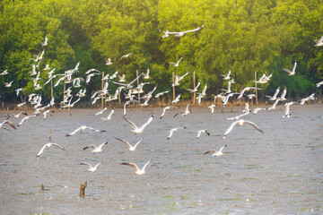 Group of seagulls flying in the sky at Bang Pu, Samut Prakan, Thailand..Large flock of Seagull birds flying over the sea on sunset sky. .Large flocks of migratory seagulls annually at mangrove forest