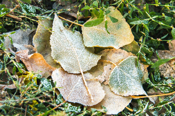 Fallen leaves on autumn frozen grass. Early frosts concept.