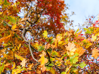 Colorful bright autumn city park. Leaves fall on ground. Autumn forest scenery with warm colors and footpath covered in leaves leading into scene. 