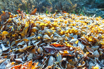 Frozen leaves on ground in autumn time.