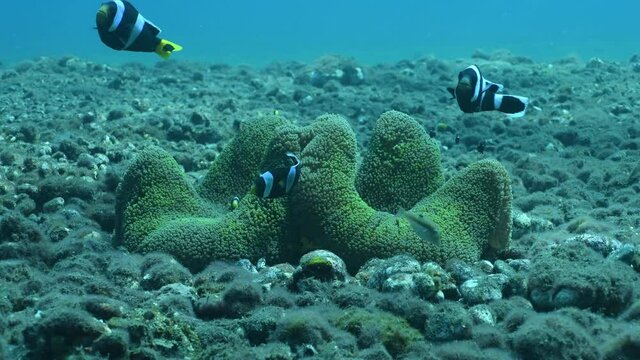 Clown fish - Saddleback Anemonefish - Amphiprion polymnus in anemone. Underwater world of Tulamben, Bali, Indonesia. 4k underwater video.