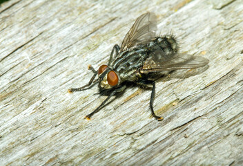 Blow fly, carrion fly