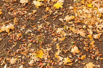 Acorns lying on the ground background. On the wet ground lie fallen yellow oak leaves and small acorns