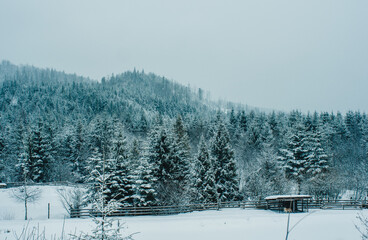 forest and mountains in the snow