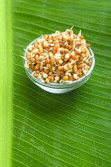 fresh Sprouted matki in bowl , Sprouted moth