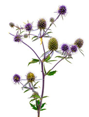 Eryngium (sea holly) isolated on white