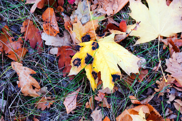 Brown Spots on leaves, round or irregular in shape with a dark edge. Fungal diseases of trees. Beautiful bright colors of autumn. Sunny autumn day.