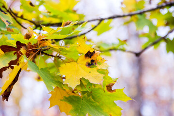 Brown Spots on leaves, round or irregular in shape with a dark edge. Fungal diseases of trees. Beautiful bright colors of autumn. Sunny autumn day.