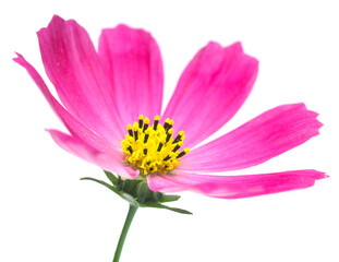 Beautiful Cosmos Flower isolated on white background