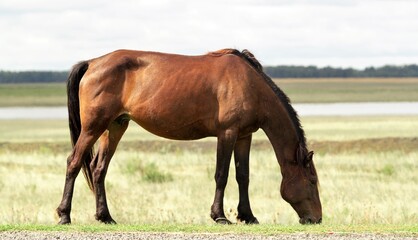 Fototapeta na wymiar Dark bay horse grazing on a field with green grass
