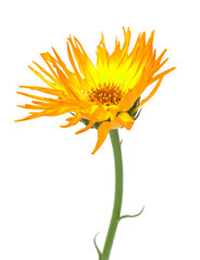 yellow marigold flowers on a white background