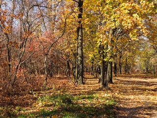 Colorful mixed deciduous forest. Autumn forest in the morning light. Beautiful nature background. Amazing romantic landscape with mysterious autumn forest.