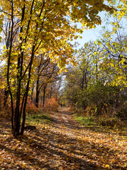 Fototapeta premium Colorful mixed deciduous forest. Autumn forest in the morning light. Beautiful nature background. Amazing romantic landscape with mysterious autumn forest.