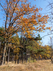 Colorful mixed deciduous forest. Autumn forest in the morning light. Beautiful nature background. Amazing romantic landscape with mysterious autumn forest.