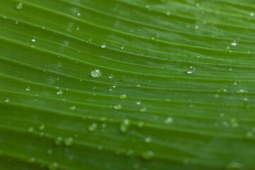 water drops on banana tree leaf