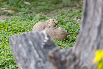 pair of Prairie dogs (genus Cynomys) in a field