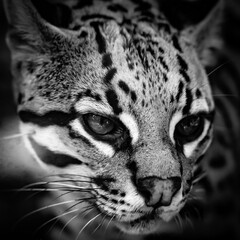 portrait of the ocelot in black and white