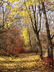 Obraz premium Colorful mixed deciduous forest. Autumn forest in the morning light. Beautiful nature background. Amazing romantic landscape with mysterious autumn forest.