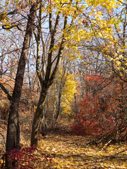 Obraz premium Colorful mixed deciduous forest. Autumn forest in the morning light. Beautiful nature background. Amazing romantic landscape with mysterious autumn forest.