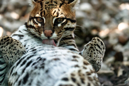the ocelot takes care of its fur, Leopardus pardalis licks its fur