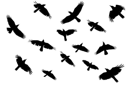 A flock of crow silhouette on a white background