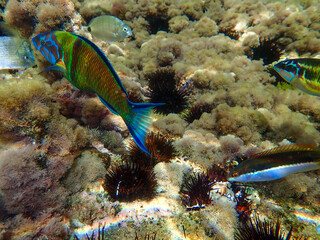 A beautiful world of fish under the sea. Beautiful fish in the Algerian Sea. Algeria is the...