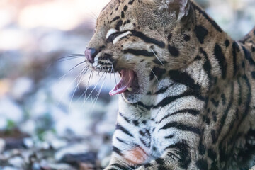 ocelot lying down, Leopardus pardalis has closed eyes and open mouth