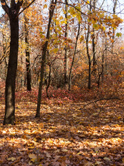 Colorful mixed deciduous forest. Autumn forest in the morning light. Beautiful nature background. Amazing romantic landscape with mysterious autumn forest.